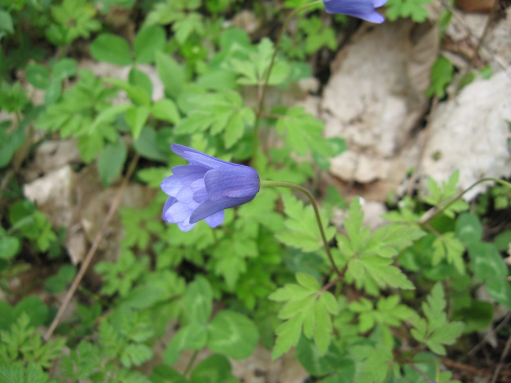 Anemone apennina